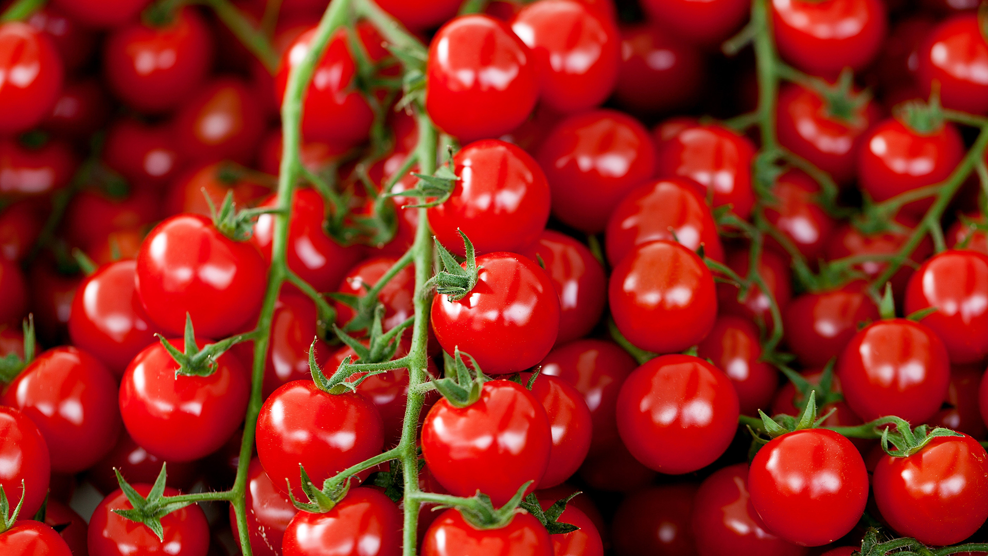 Cherry-Rispentomaten haben sehr kleine Früchte. 