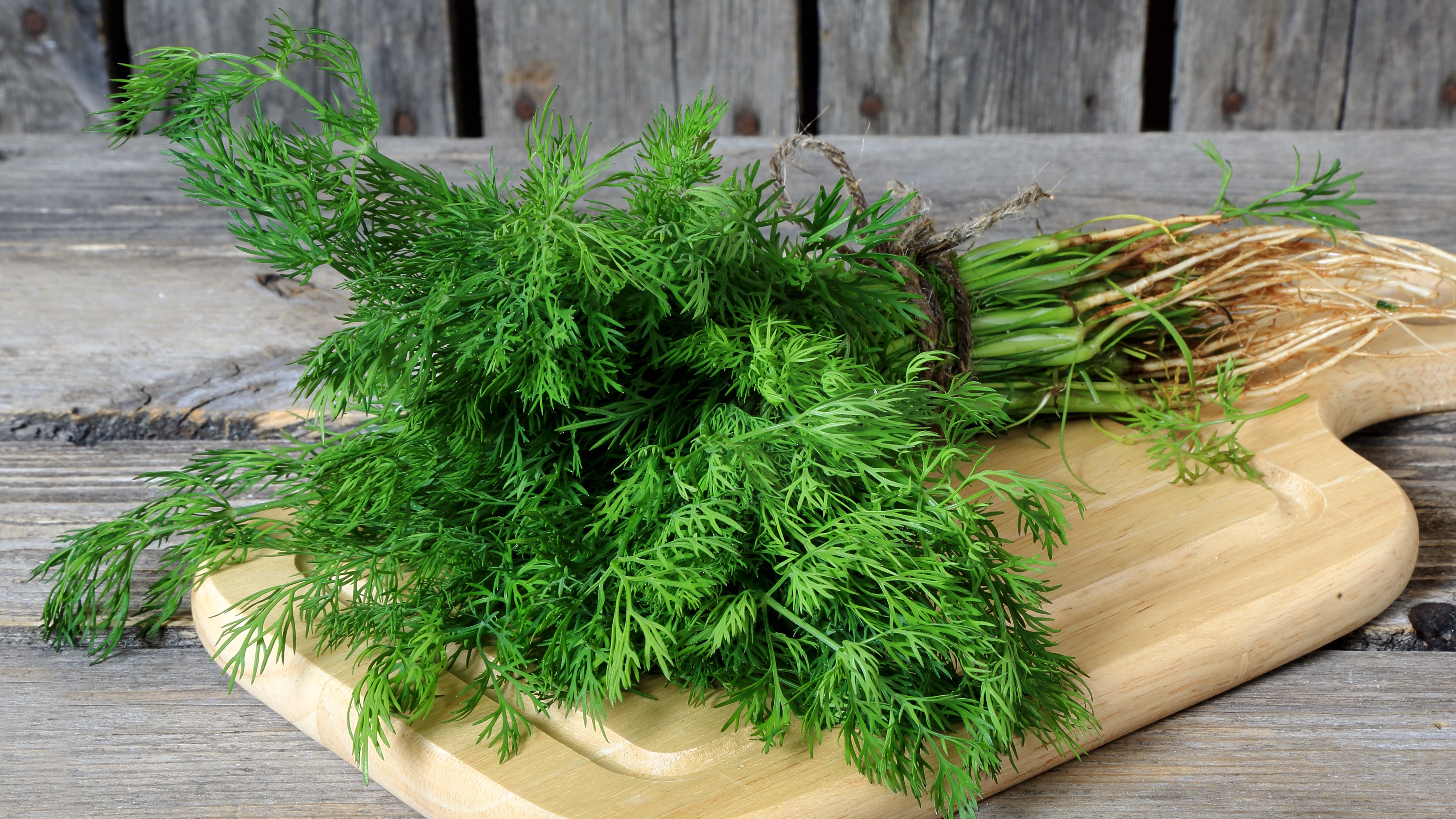Dill gehört zur Familie der Doldenblütler. 