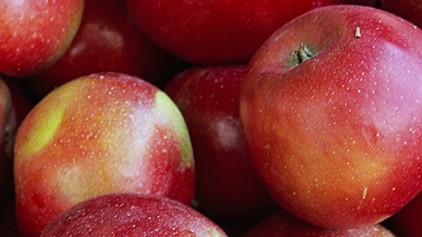 Der Rote Boskoop ist ein idealer Backapfel. 