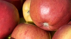 Der Apfel Fiesta ist sehr lange lagerungsfähig. 