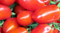 Mini-Pflaumentomaten weisen einen sehr hohen Fruchtfleischanteil auf. 