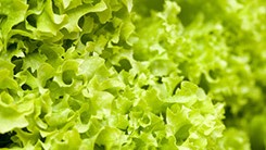 Pflücksalate haben einen Stängel, keinen Kopf. 
