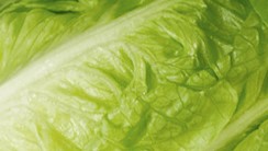 SalaVerde ist eine neue Salatzüchtung aus Romana-und Kopfsalat. 
