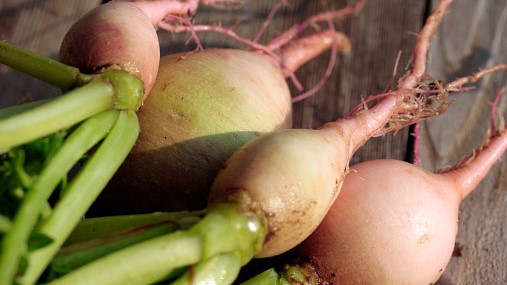 Teltower Rüben ähneln geschmacklich Kohlrabi oder Radieschen. 