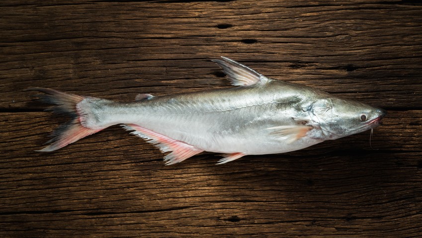Pangasius ist sehr mild im Geschmack.