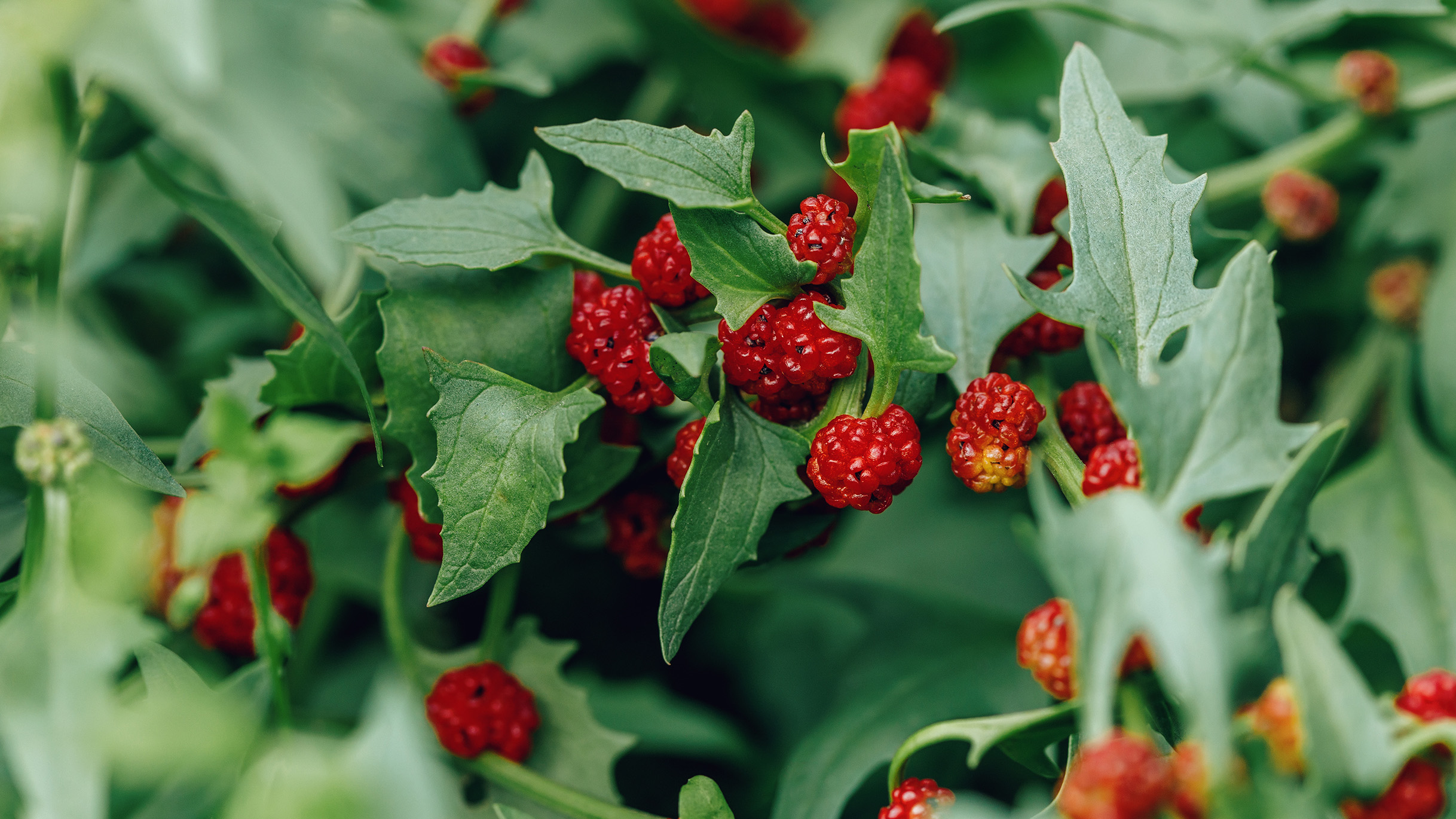 Beim Erdbeerspinat sind die Früchte von Weitem mit Erdbeeren verwechselbar, die Blätter erinnern etwas an Rucola-Blätter.