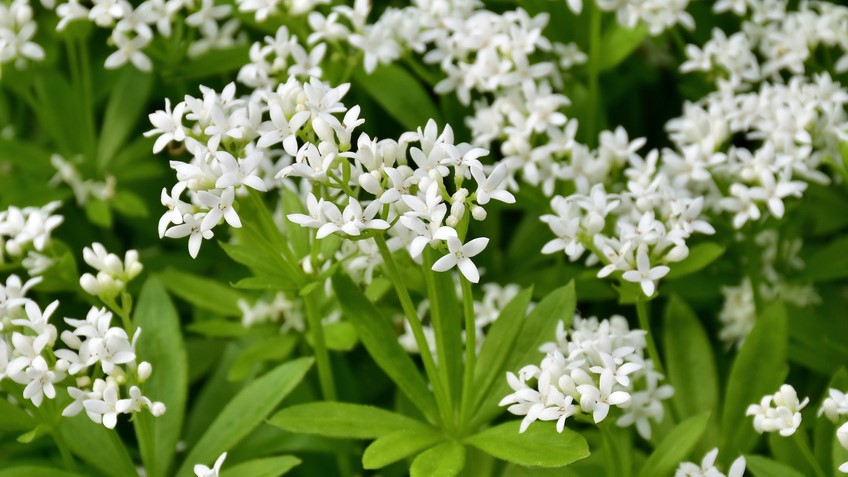 Die Waldmeister-Blätter sind frisch-grün und schmecken leicht bitter.