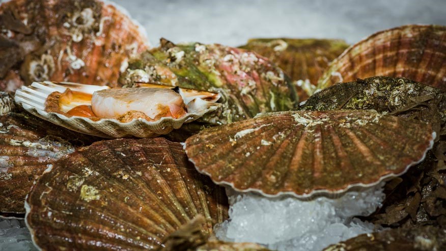 Die Jakobsmuschel gilt unter Gourmets als ausgesprochene Delikatesse. 