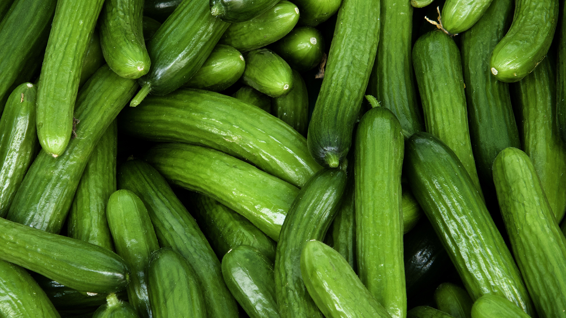 Landgurken sind bei uns ganzjährig erhältlich. 
