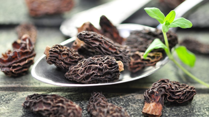 Spitzmorcheln sind Pilze mit mildem Aroma. 