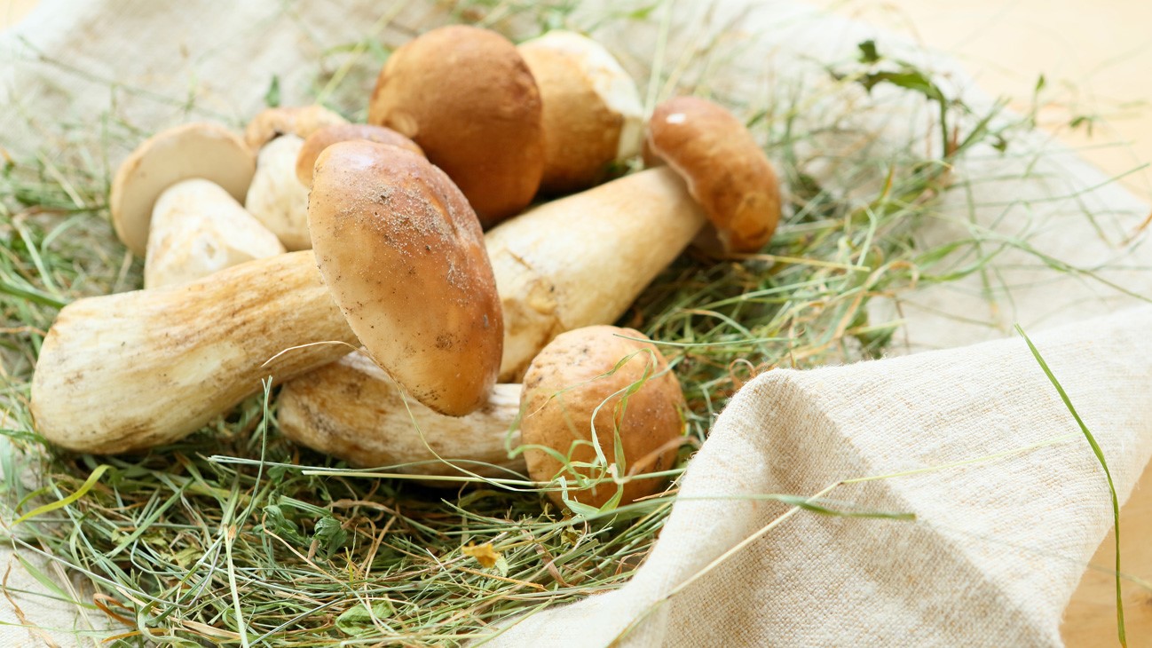 Steinpilze sind besonders aromatische Speisepilze. 