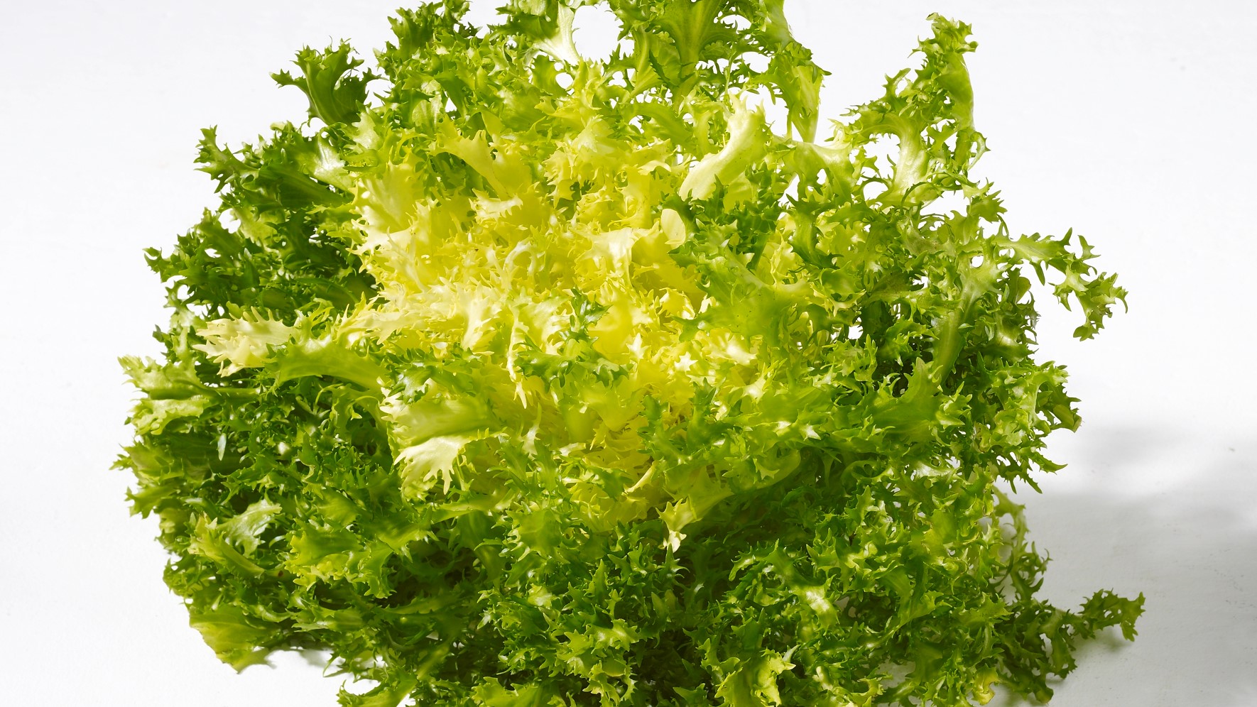 Friséesalat - fransige Salatsorte 
