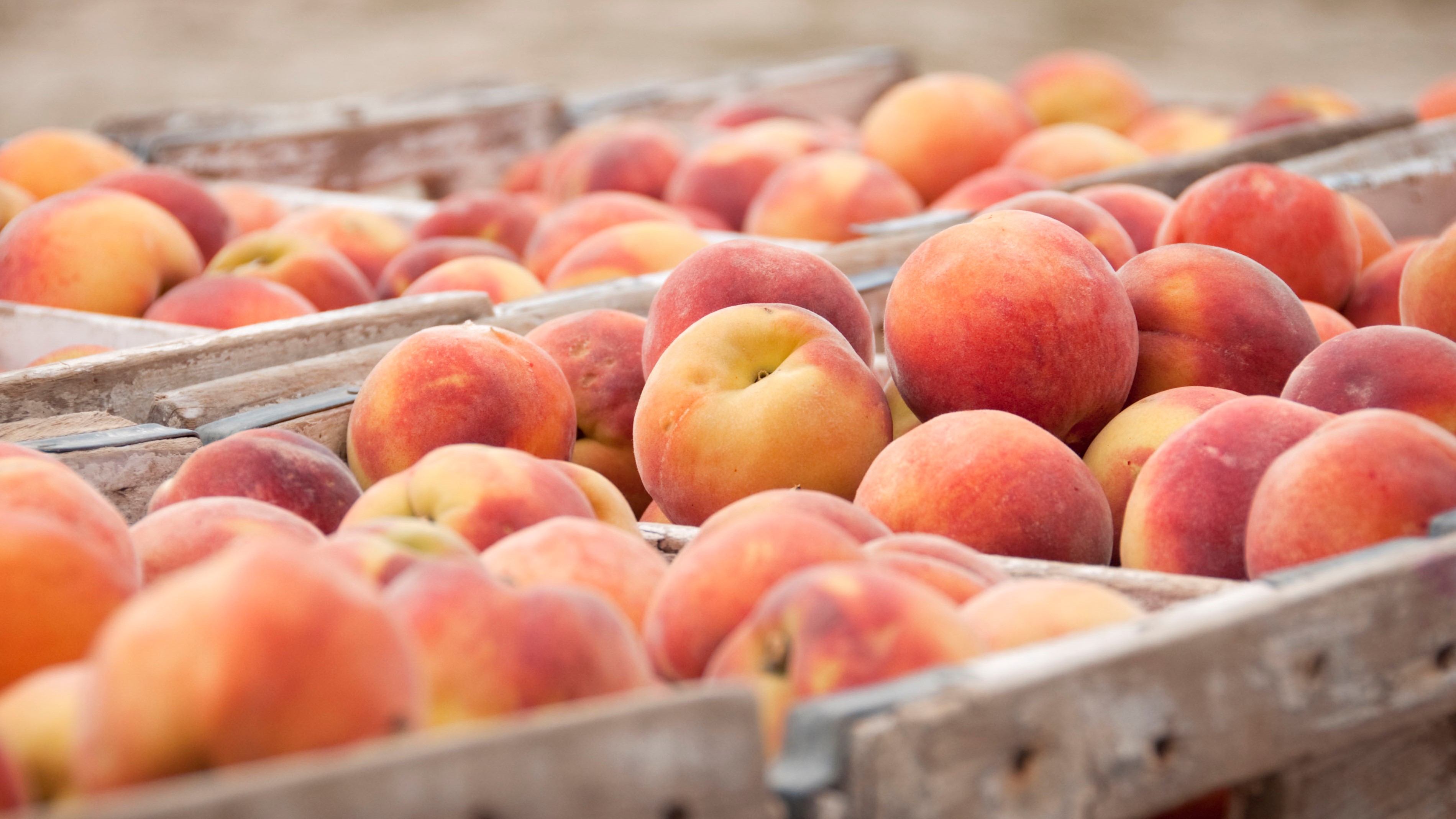 Der Pfirsich ist ein lecker fruchtiger Sommergenuss.