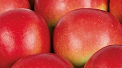 Kanzi ist eine Kreuzung aus den Apfelsorten Gala und Braeburn. 