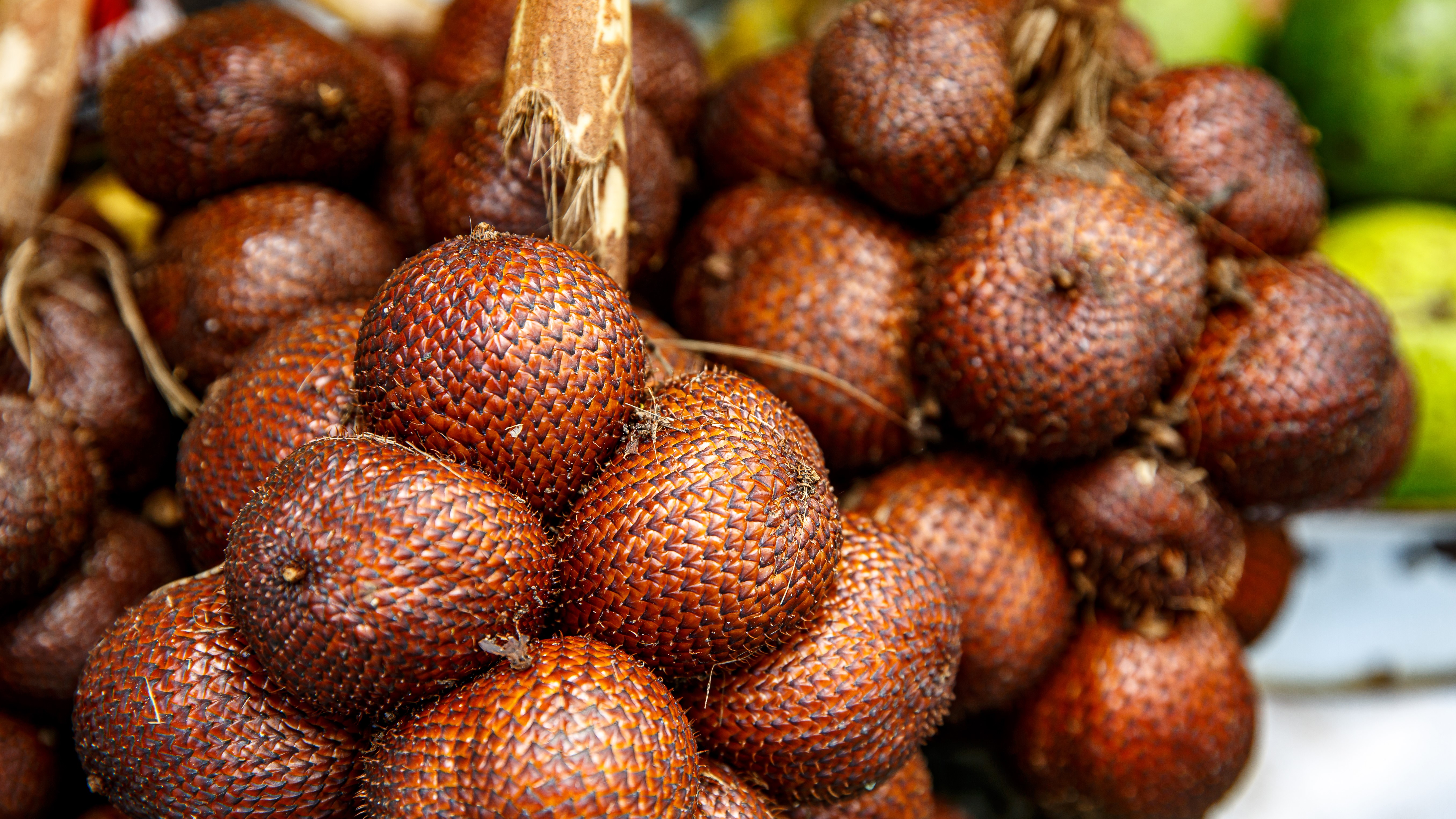 Früchte des Salak in Nahaufnahme