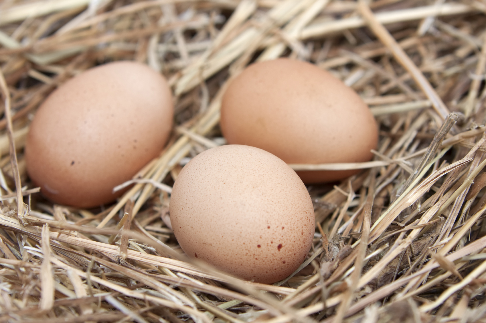 Eier sind ideale Protein-Lieferanten