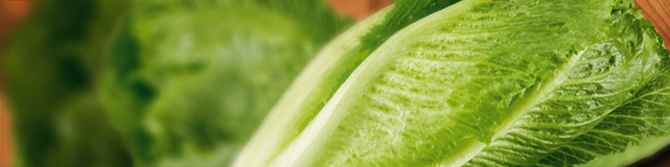 SalaRico ist eine neu gezüchtete Salatsorte. 