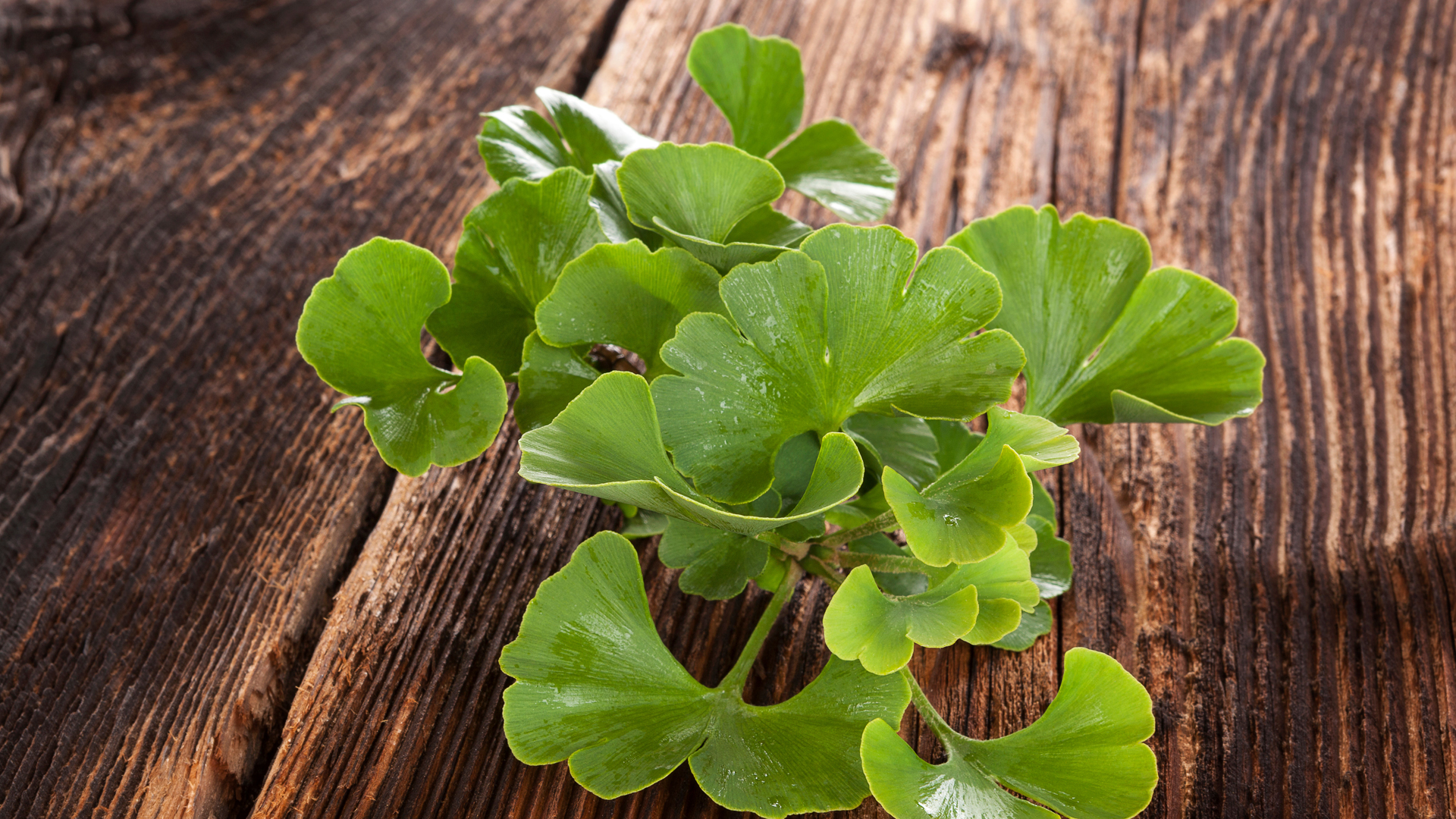 Aus den Blättern des Ginkgo biloba wird Tee hergestellt. 