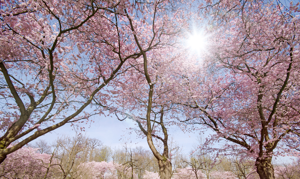 Fit in den Frühling